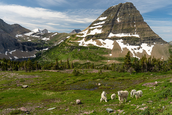 Mountain Goats at Hidden Lake, Glacier Natl Park