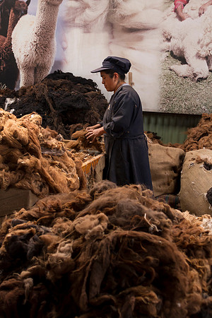 sorting llama and alpaca fleece