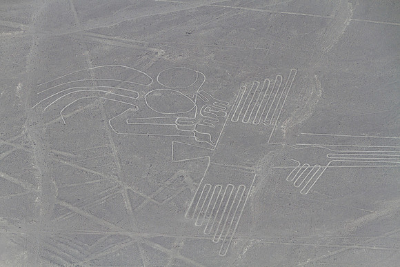 the Nasca flamingo