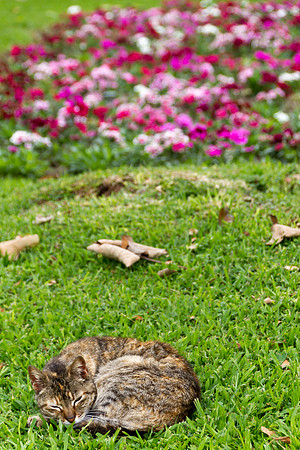 In Lima's Parque de Kennedy, known for its resident cats