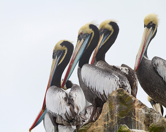 normal site on Ballestas Islands