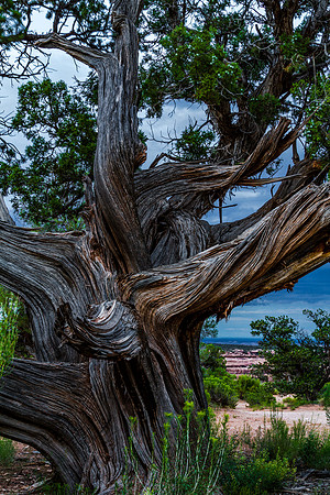 Twisted Juniper at the Road Canyon trailhead