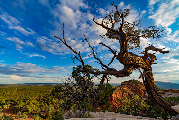 On the shoulder of Bears Ears, Utah