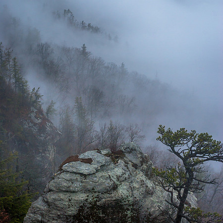 trees through the fog, Linville Gorge, NC