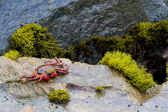 sea life along Lima's Pacific coast