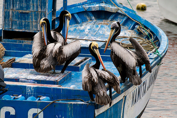 pelicans in the Paracas harbor