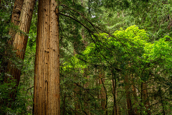 giant redwoods towering above Muir Woods, CA
