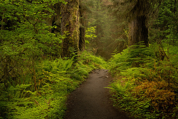 Inside the Hoh Rainforest