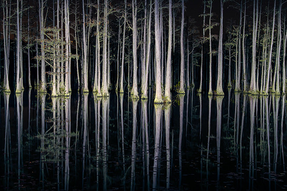 Cypress swamp at night, SC