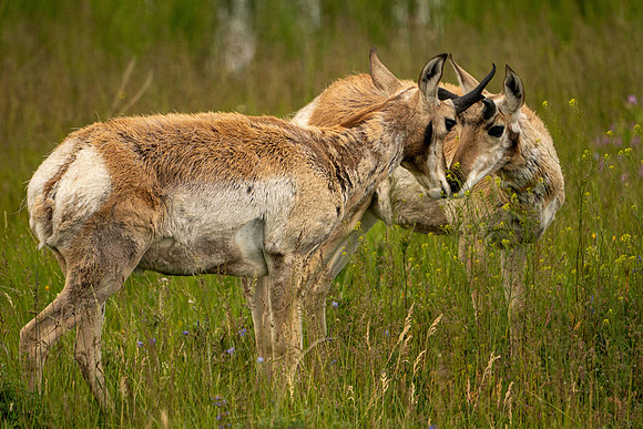 Face-off, Yellowstone Natl Park