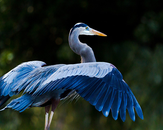 Showing Off, FL