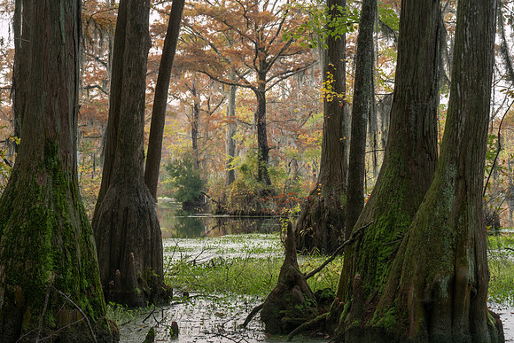 Merchants Millpond - 4