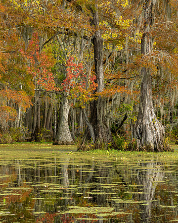 Merchants Millpond - 7