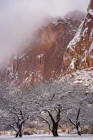 Fruita orchard