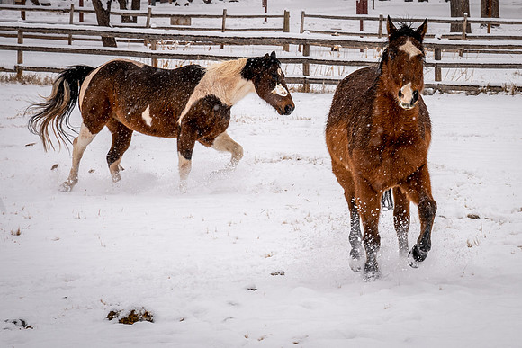 playing in the snow!