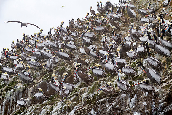 flock of pelicans on Ballestas Islands
