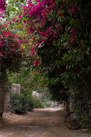 at the Chinca plantation, south of Lima