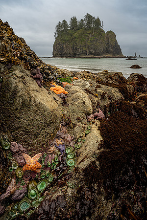 Salt Life at Second Beach
