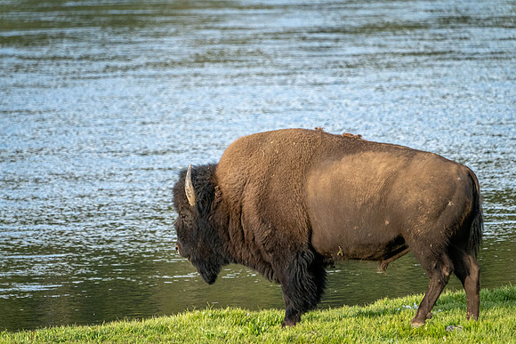 Gazing across the Yellowstone River