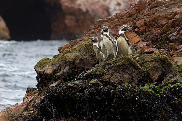 Humbolt penguins on the Ballestas Islands natural preserve