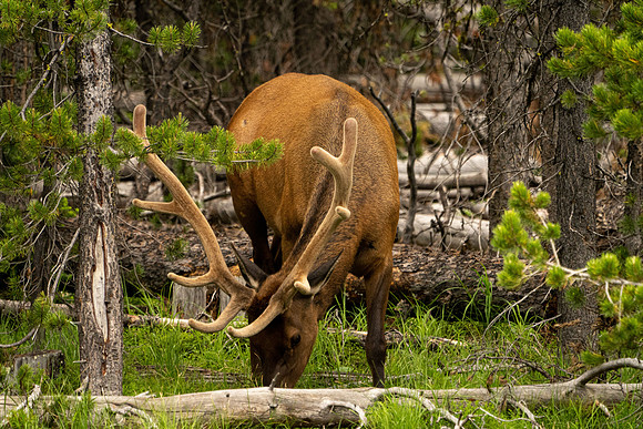 Yellowstone elk