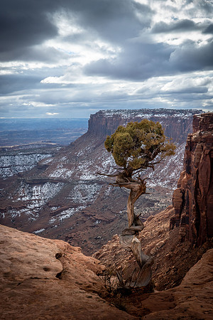 lone juniper