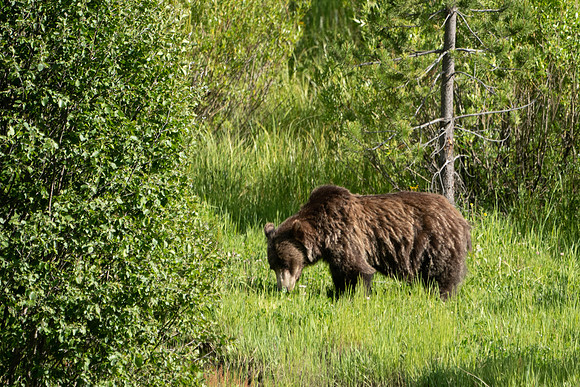 Grizzly welcome to Yellowstone National Park
