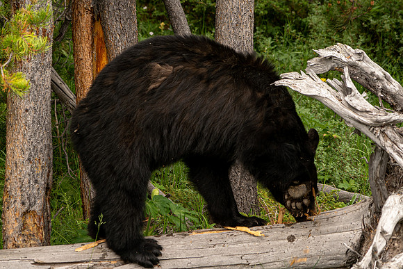 Black bear digging for insects