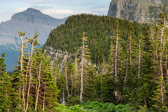 Bighorn Sheep at Logan Pass, Glacier Natl Park
