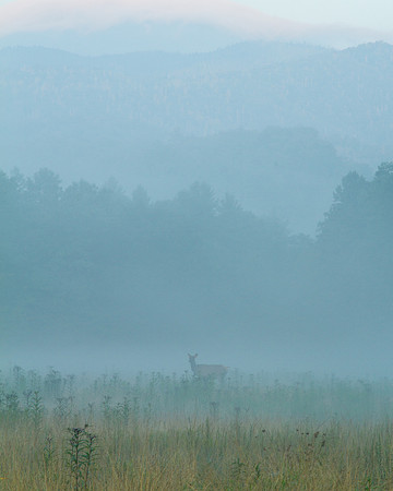 Cades Cove Morning