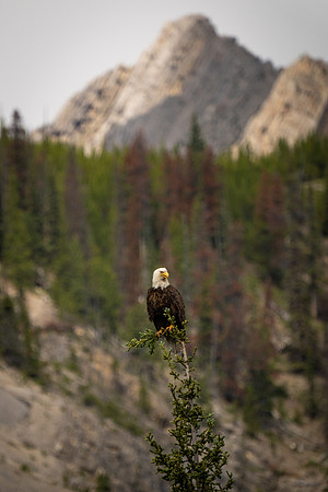 Bald Eagle in Jasper National Park
