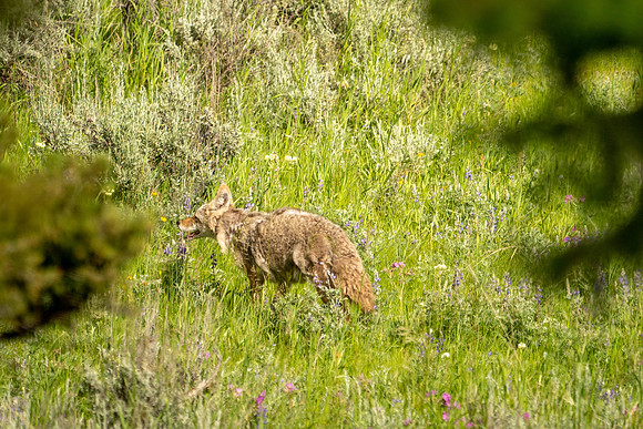 Yellowstone coyote