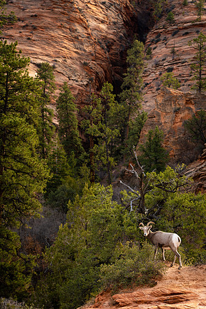 bighorn sheep in Zion