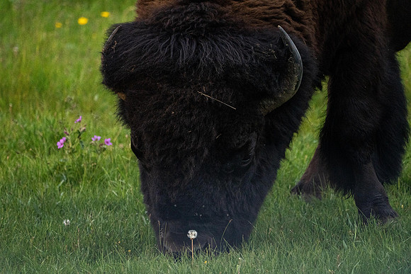 Bison enjoying a dandelion