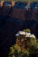 lone pine, Grand Canyon