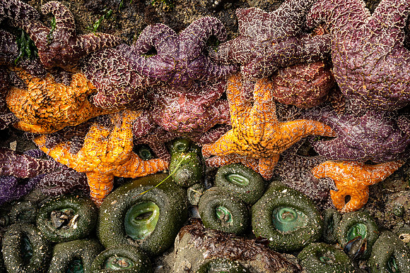 Starry Cluster